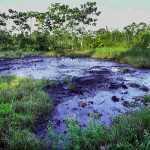 Dezastru ecologic companii petroliere
