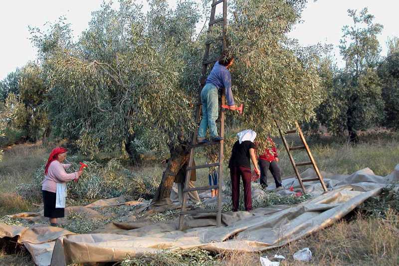 grecia ferma agricola