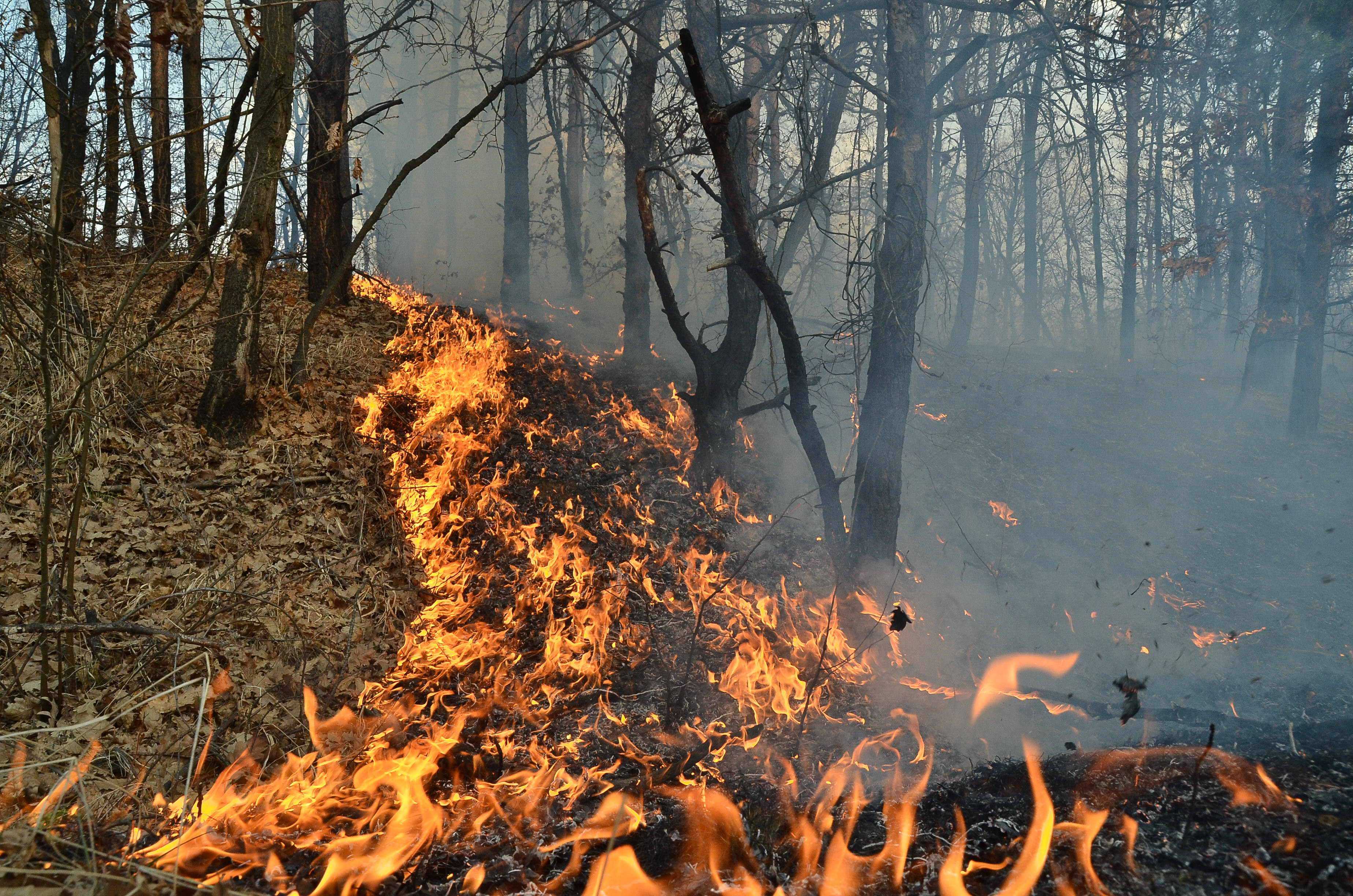 ROMANIA A LUAT FOC: incendii in 35 de judete