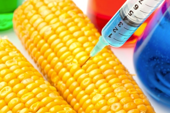 ROMANIA – IN FRUNTEA EUROPEI LA OMG! Monsanto vrea sa cultive 300.000 hectare cu PORUMB MODIFICAT GENETIC