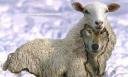wolf-sheep.jpg